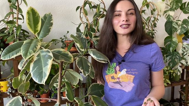 Rubber Tree Leaves Falling Off | 4 Causes смотреть онлайн