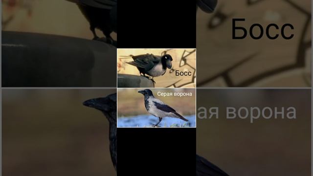 Персонажи "Трио в перьях" в реальной жизни) смотреть онлайн