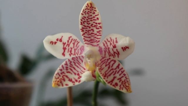 Phalaenopsis tetraspis С1 и Phalaenopis (amabilis x tetraspis C1) x tetraspis C1 смотреть онлайн