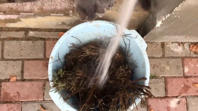 ОСЕННЯЯ ПОСАДКА ЛАВАНДЫ смотреть онлайн