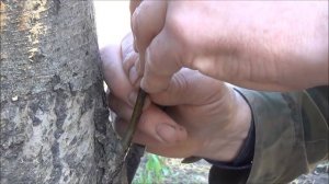 Прививка ЯБЛОНИ. Как ОМОЛОДИТЬ старую ЯБЛОНЮ. Простой способ от DelaOgorodnieTV