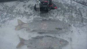 Рыбалка на хариуса зимой по заберегам