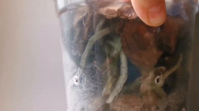 Phal. Emperor Jewel peloric (бабочка Жемчужина Императора, пелорик мутант орхидея фаленопсис) смотреть онлайн