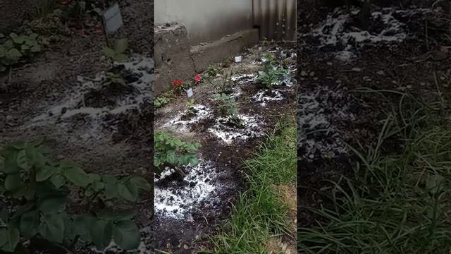 Удобрение роз яичной скорлупой. Как использовать яичную скорлупу в саду. смотреть онлайн