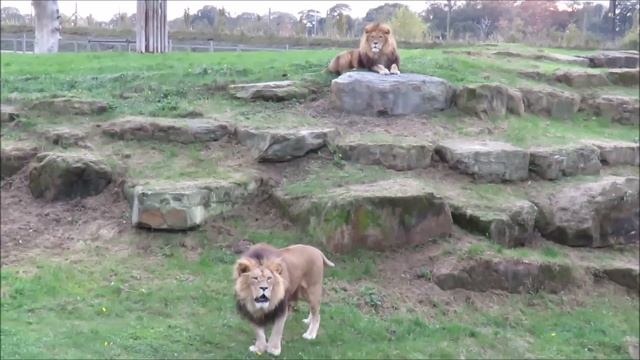 Lions Roaring Compilation смотреть онлайн