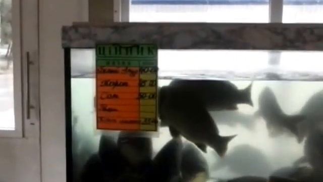 Черкассы, 12 сентября 2015 года ценник на живую рыбу на аквариуме. смотреть онлайн