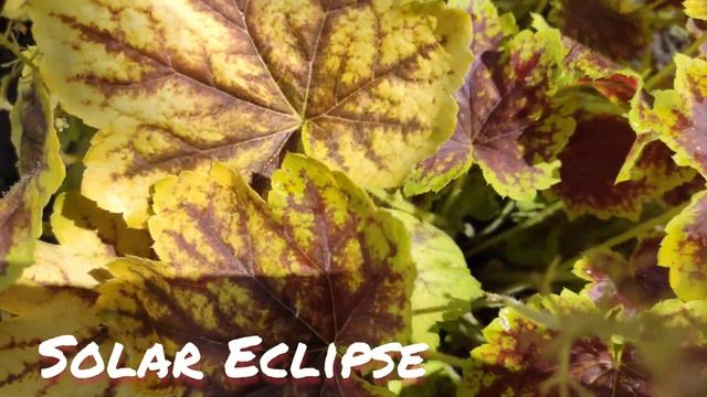 Гейхерелла solar eclipse самый таинственный момент перехода цвета... смотреть онлайн