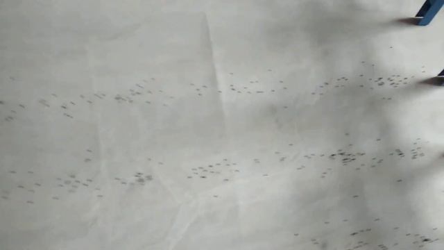 Испытание сеялки на сев лука чернушки смотреть онлайн