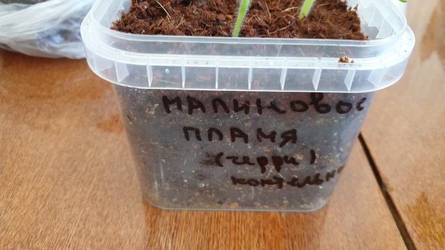 Томат-Дурачок от агрофирмы Партнёр. Вся правда о качестве семян. смотреть онлайн