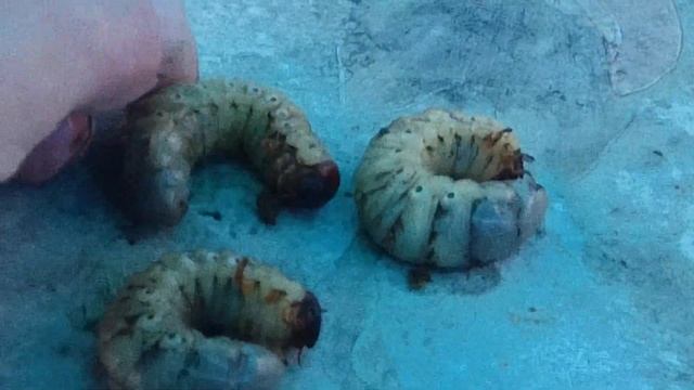 Личинка жука носорога. смотреть онлайн