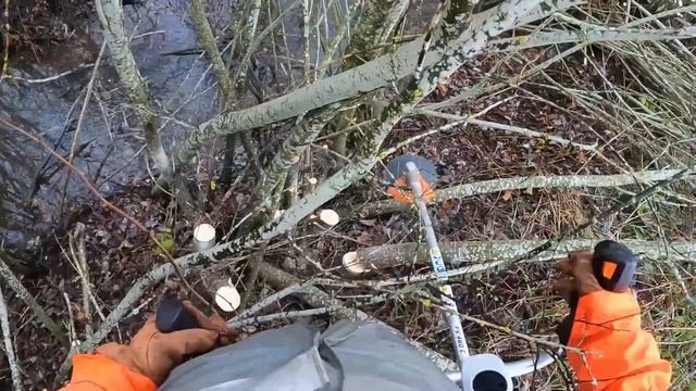 Stihl FS 460C - Ojanpenkkojen raivuuta - Brushcutting with Stihl смотреть онлайн