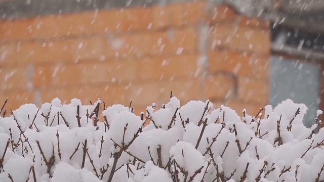 Мощь и прелесть настоящей зимы! Зимний Лес в Метель! Снежная Буря, Снегопад и Ледяной Воющий Ветер! смотреть онлайн