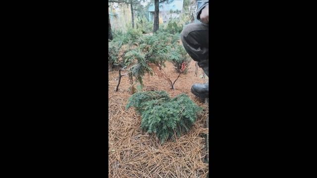 Наш питомник: тенелюбивые и теневыносливые хвойные экзоты смотреть онлайн