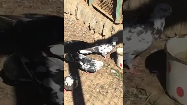 Содержание диких фазанов и голубей в вальерах смотреть онлайн