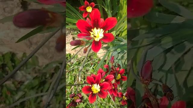 Sparaxis tricolor ?? смотреть онлайн