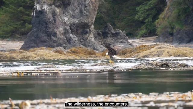 Vancouver Island solo Sea kayak expedition 2019 Trailer смотреть онлайн