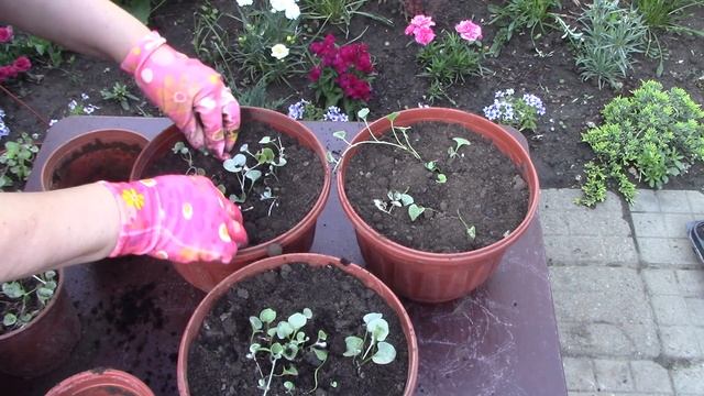 Дихондра. Быстрое размножение. смотреть онлайн