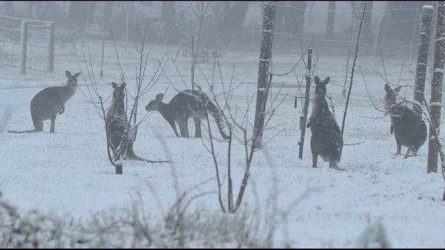 10 Интересных фактов о зиме и снеге! смотреть онлайн