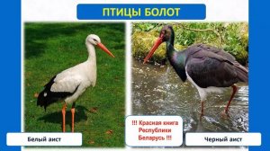 Тип Хордовые. Тема 40. Экологические группы птиц. Хищные птицы. Птицы культурных ландшафтов