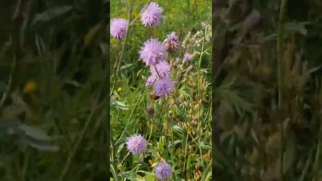 Моя малая Родина смотреть онлайн