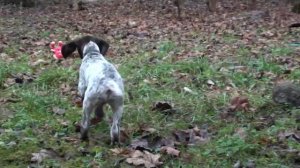 Щенок курцхаара 2 месяца. Первые занятия по подаче.