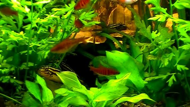 #Aquarium. Папоротник цератоптерис. смотреть онлайн