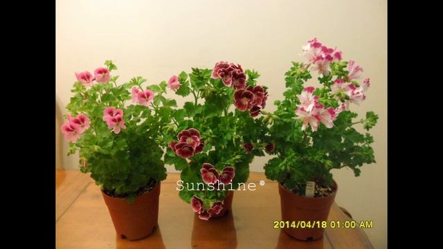 Pelargonium Swedish Angel 1 (2013~2014)