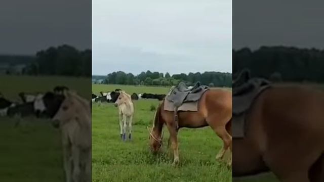 Авыл турында матур җыр смотреть онлайн