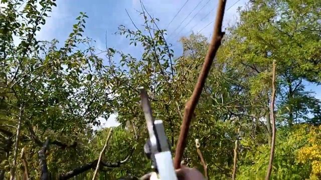 Формирование кроны грецкого ореха осенью. смотреть онлайн