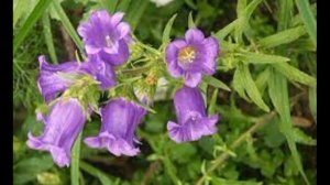 Колокольчики в саду самые красивые и неприхотливые цветы.