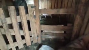 Как кастрировать поросенка