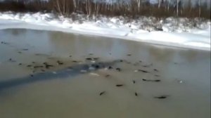 Вот это рыбалка! Рыба выпрыгивает из лунки на лёд