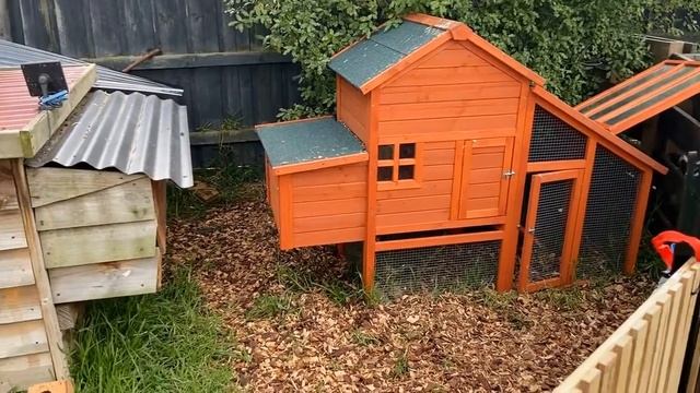 The Cheeky Chickens смотреть онлайн