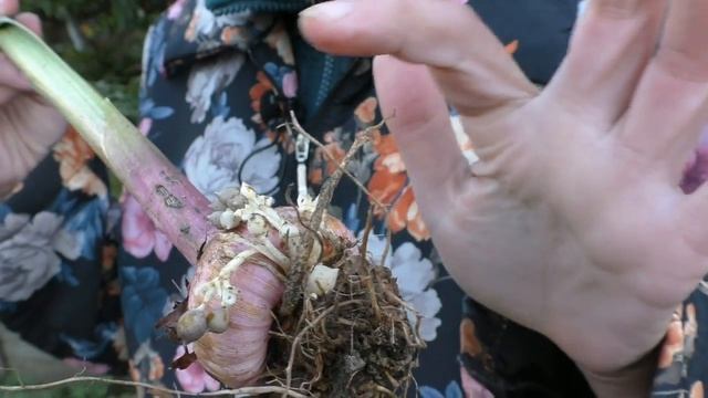Посадка чеснока целыми головками: что будет в результате смотреть онлайн