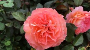 Роза Бельведер (Belvedere) / питомник Роз Елены Иващенко