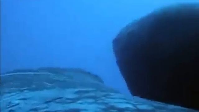 Горбатые Киты/bbc смотреть онлайн