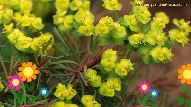 Молочай кипарисовый Кларис Ховард. Краткий обзор euphórbia cyparissias clarice howard Clarice Howar смотреть онлайн