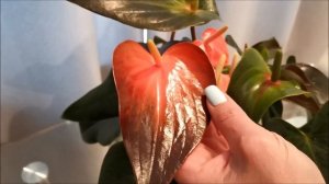 Домашний антуриум Рейнбоу чемпион (Rainbow Champion), обзор сорта