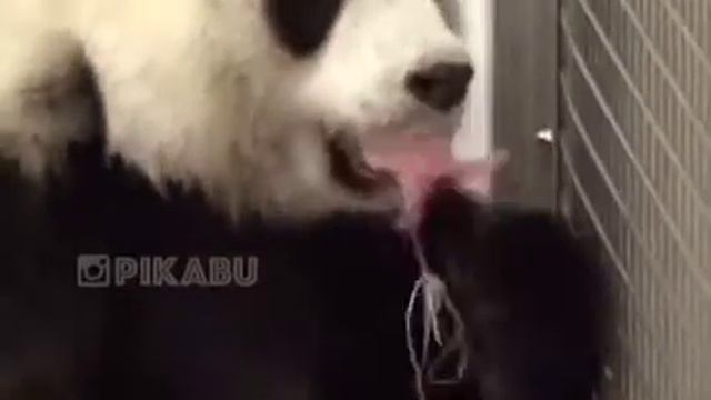 Рождение панды 🐾🐼 смотреть онлайн