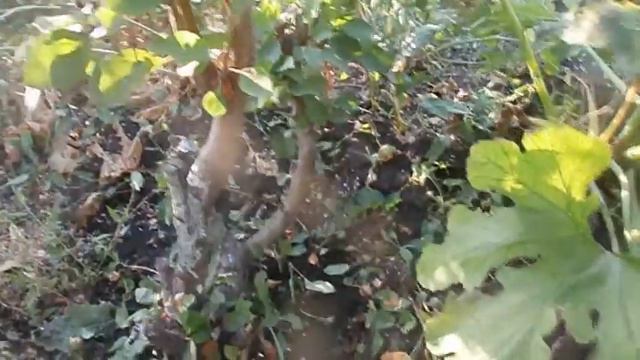 Ранет привитый на дичку.Сад Зауралья. смотреть онлайн