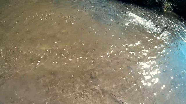 Салмон идет в Торонто! Охота, рыбалка, туризм из Канады №34. смотреть онлайн