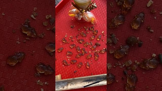 Кошельковые мышки ( 9 сильных обрядов на успех) смотреть онлайн