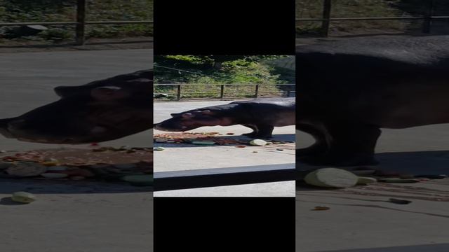 1000001296.mp4 смотреть онлайн