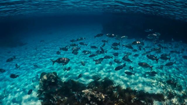 EXPLORING ROTTNEST ISLAND смотреть онлайн