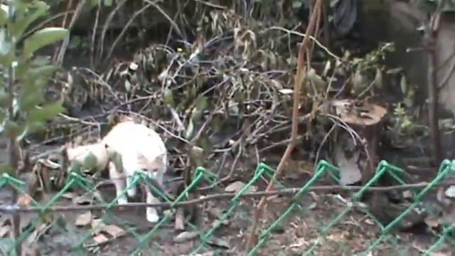 Cat mouse Кот поймал мышь смотреть онлайн