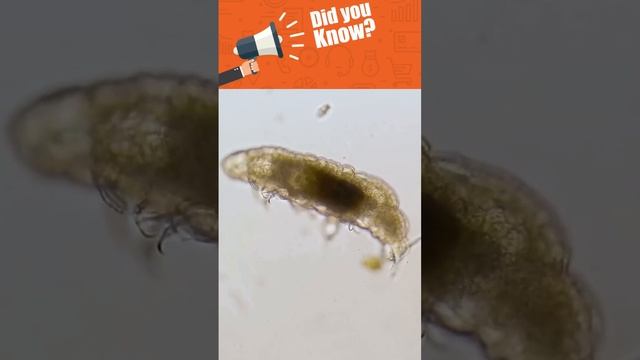 Genetic Secrets of Tardigrades смотреть онлайн