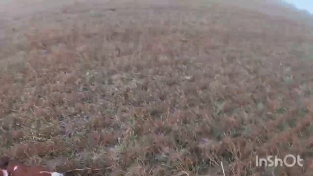 Охота на перепела в Воронежской области, с эпаньоль бретоном. смотреть онлайн