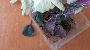 У фиалки вялые листья, слабый тургор- что делать?