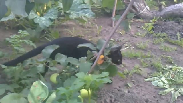 Дачная прогулка чёрного кота смотреть онлайн