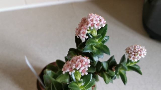 Crassula Springtime, una bellissima e profumata pianta succulenta facile da coltivare in casa смотреть онлайн